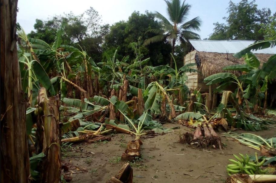 Photo of Vientos huracanados afectaron cultivos en zona rural de Montelíbano