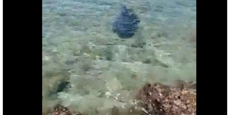 Photo of El video del tiburón que mató a un turista en San Andrés