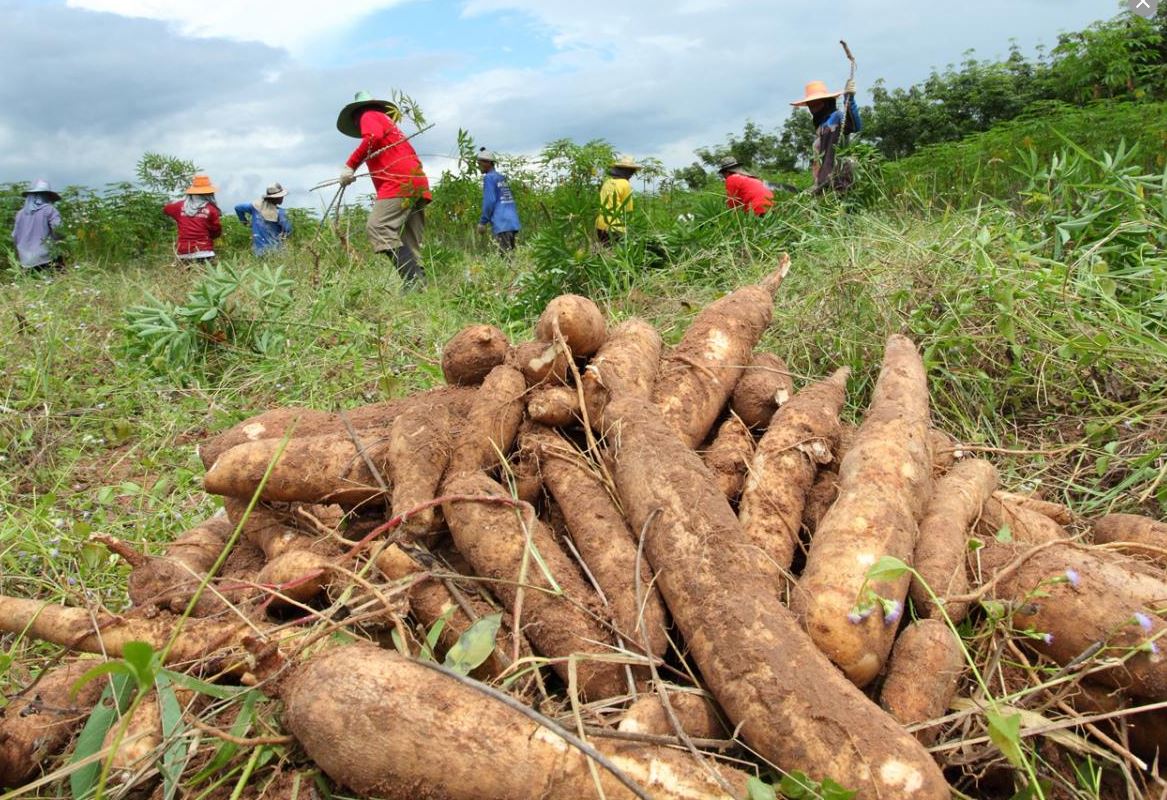 Photo of Pequeños productores cordobeses le venderán yuca amarga a Bavaria