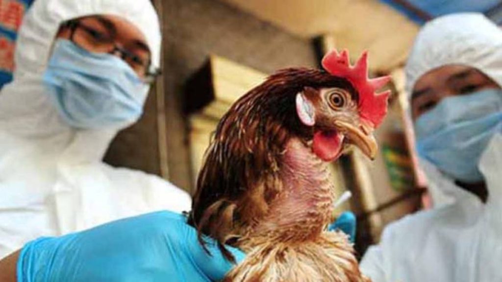 Photo of China reporta el primer caso de gripe aviar H3N8 en humanos