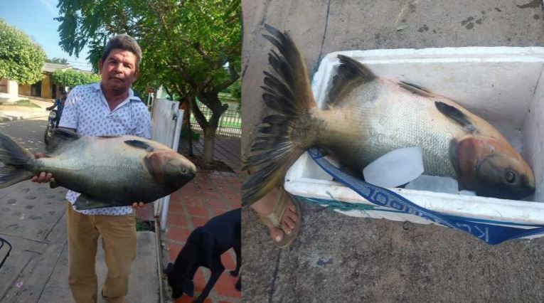 Photo of En Rusia, Buenavista pescaron una cachama de 26 libras