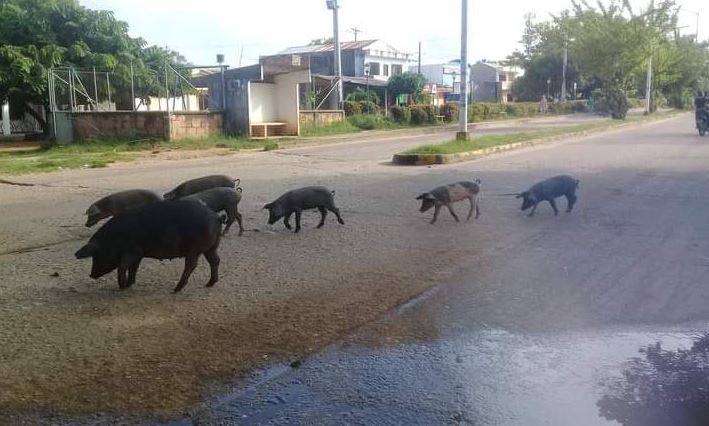 Photo of Puerco atacó y mordió a un niño de 8 años en Ayapel