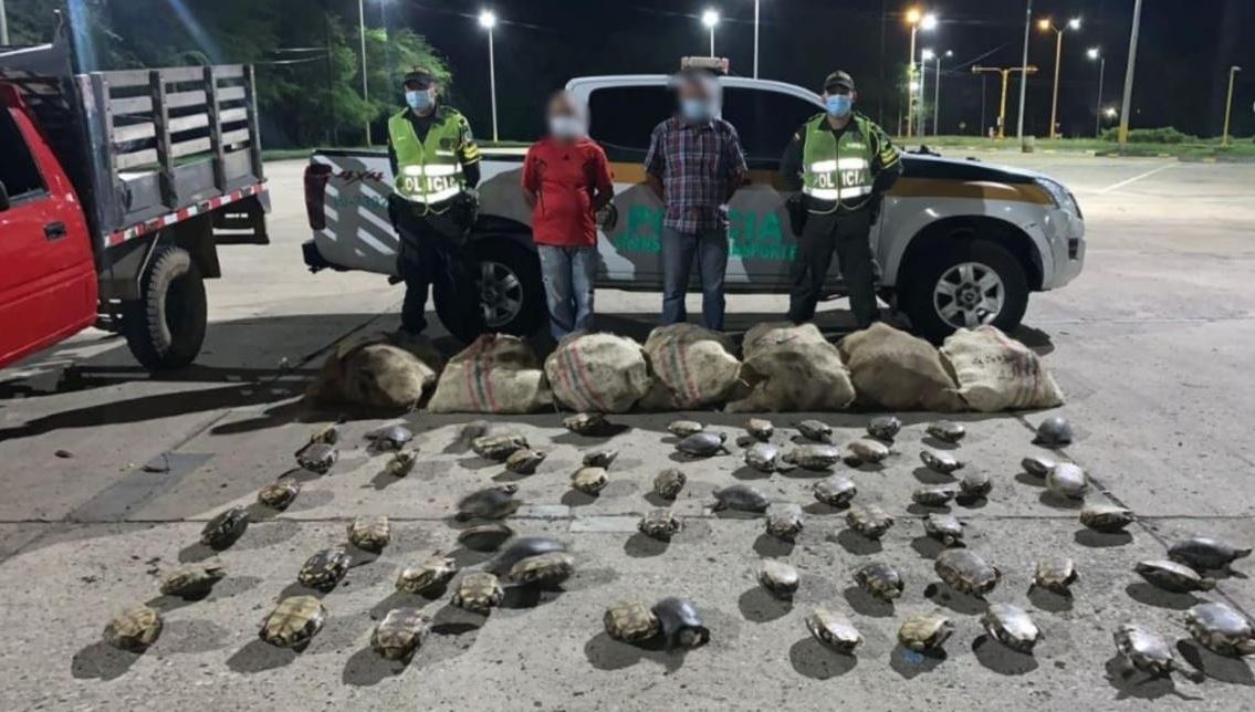 Photo of Decomisan cerca de 500 hicoteas y capturan a cinco personas en Córdoba