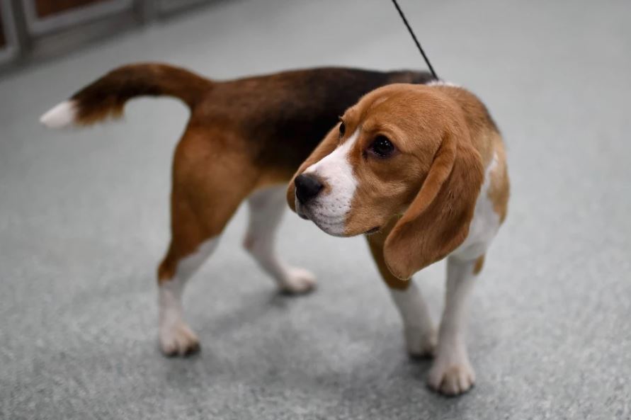 Photo of Hombre cancela boda porque la novia casi mata a su perro