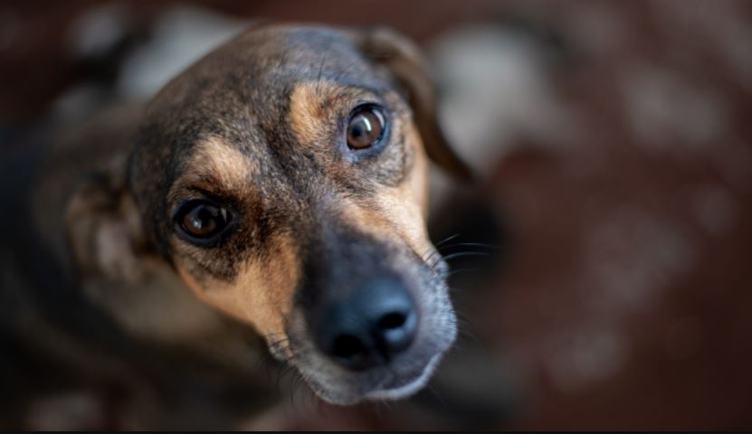 Photo of Perros: así son los denominados criollos, aprenda a identificarlos