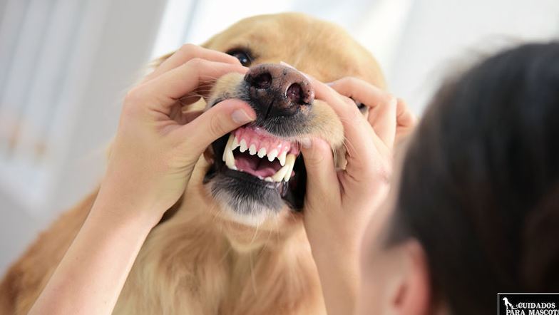 Photo of Mascotas: Remedios caseros para acabar con el mal aliento de su perro