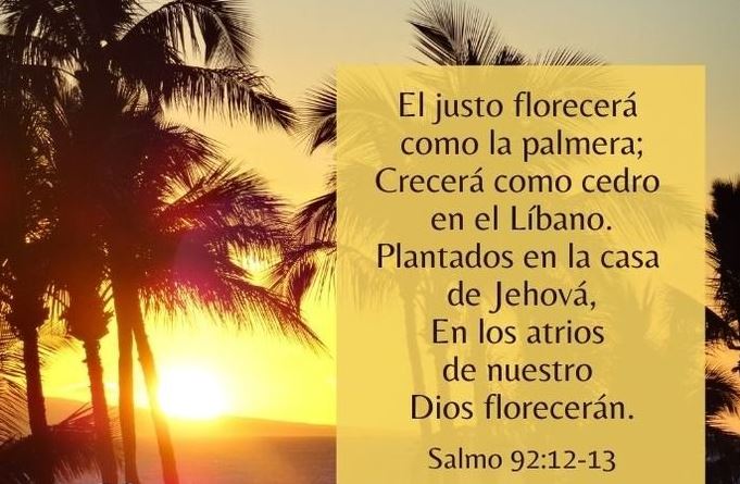 Photo of Palabra de Hoy | Florece como la palmera