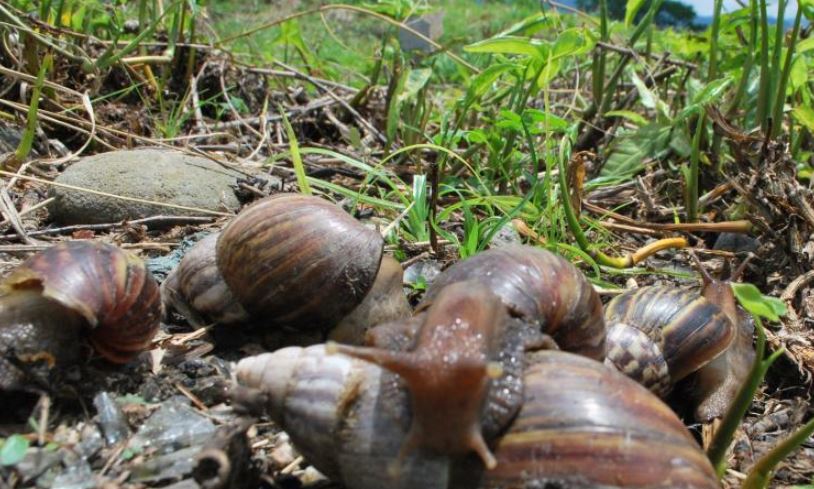 Photo of Reportan aparición de caracoles africanos en Montelíbano