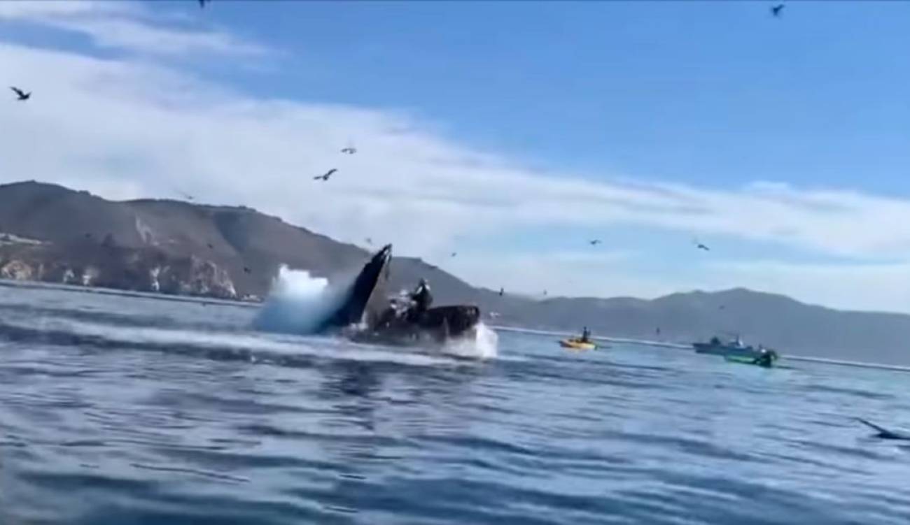 Photo of Videos: ballena jorobada se ‘tragó’ a dos mujeres en California