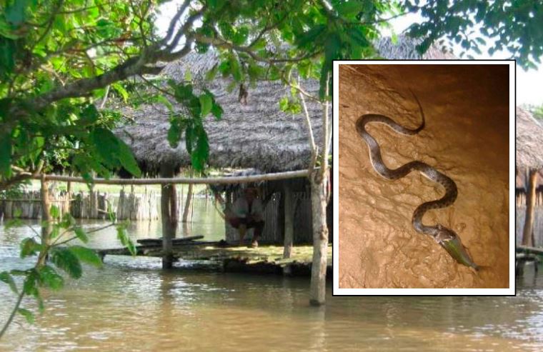 Photo of Las inundaciones han incrementado la aparición de serpientes en hogares de Ayapel