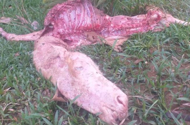 Photo of Finqueros de Puerto Libertador denuncian ataques de un felino