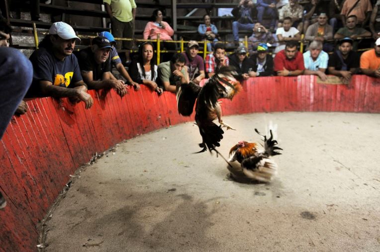Photo of Senadora del Pacto Histórico radicó proyecto de ley para prohibir las peleas de gallos en todo el país