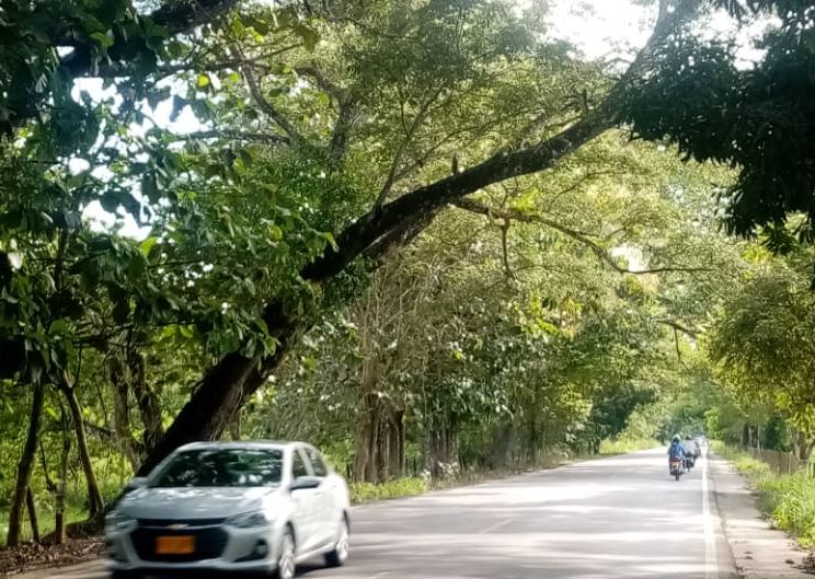 Photo of Árboles sobre la vía La Apartada – Montelíbano amenazan con caerse