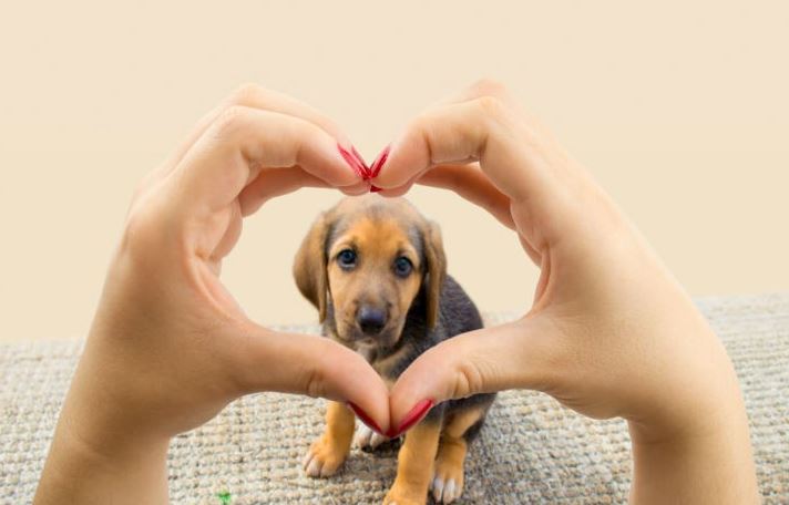 Photo of ¿Siente un amor desmedido por su mascota? Pilas, puede padecer petofilia