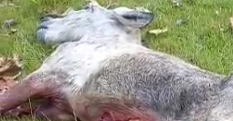 Photo of Puerco ‘endemoniado’ mató a mordiscos a dos burros en Moñitos