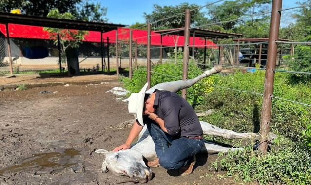 Photo of Murió ‘Pasaporte’, el caballo del senador Alirio Barrera