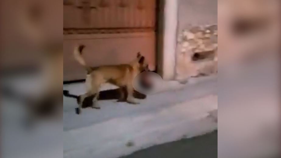 Photo of Captan a perro ‘paseando’ con cabeza humana en la boca