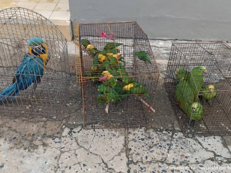 Photo of Un juez dejó en libertad a implicados en explotación de fauna silvestre en Buenavista