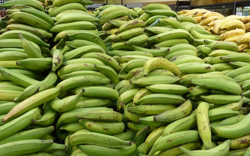 Photo of Campaña promueve no comprar plátanos por su alto precio