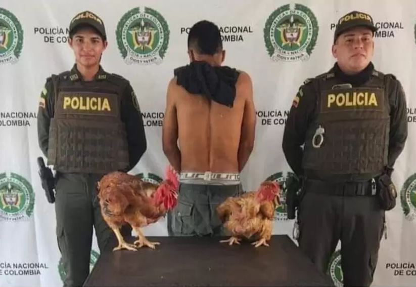 Photo of Policía mostró con orgullo captura de sujeto que robó dos gallinas criollas: las redes estallaron