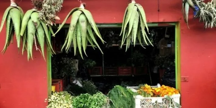 Photo of Opinión | País de curanderos