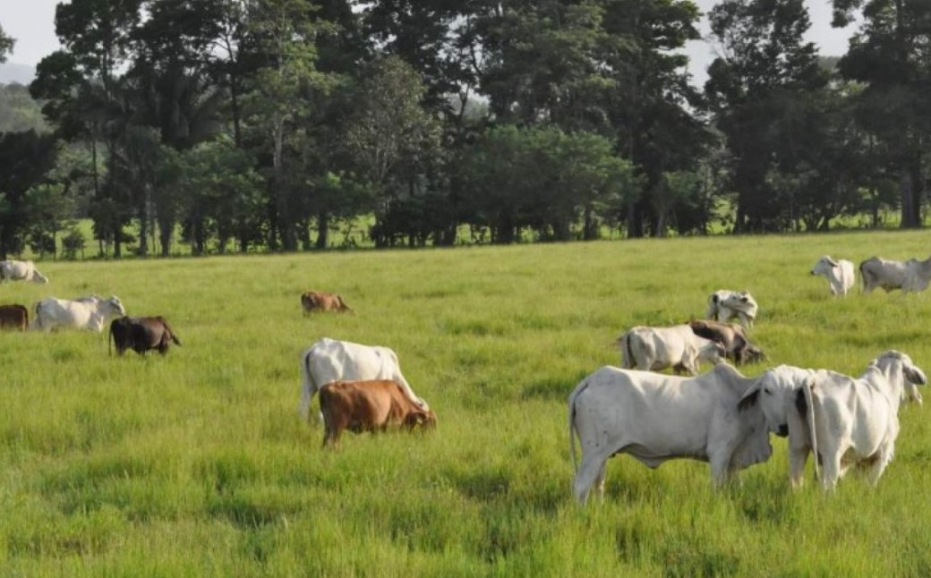 Photo of Fedegan ha ofrecido 448.000 hectáreas al Gobierno para impulsar la reforma agraria