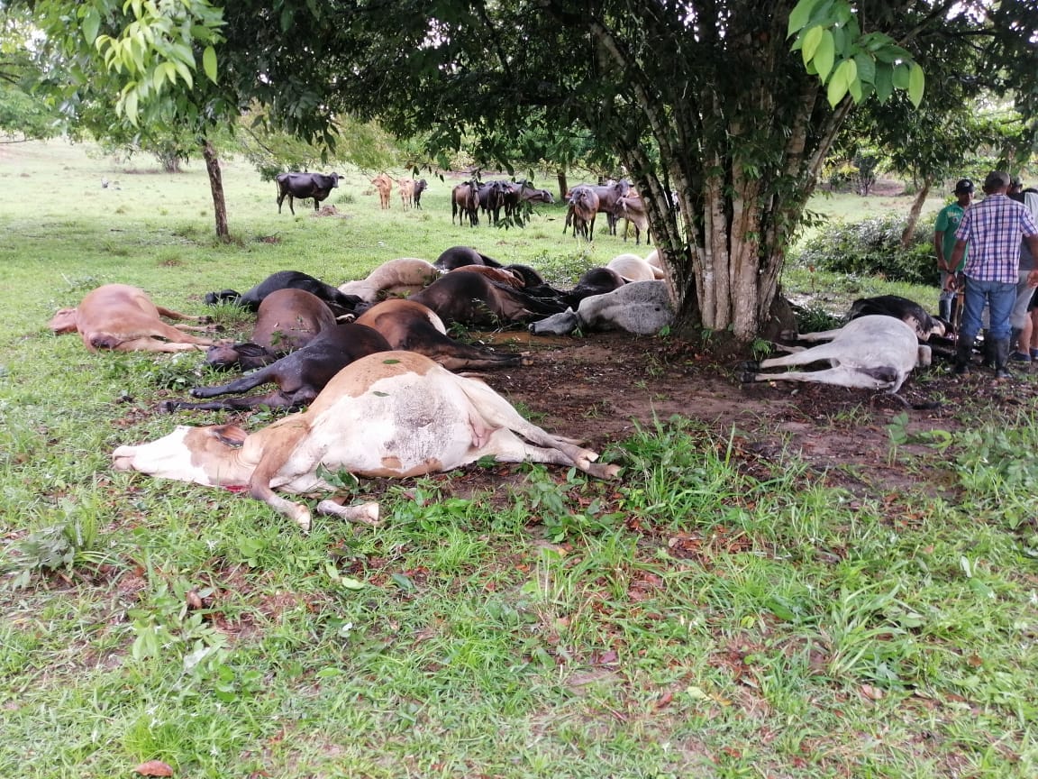 Photo of Impresionante: un rayo fulminó a 23 reses en una finca de Pueblo Nuevo