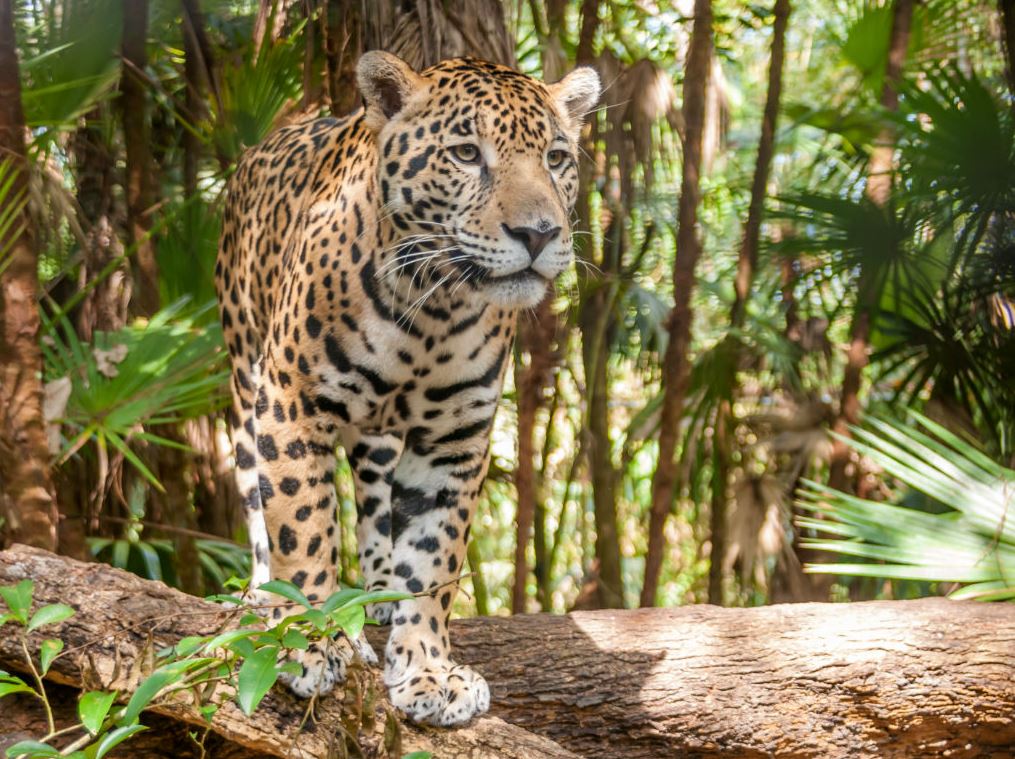 Photo of Piden proteger a jaguar que merodea en vereda de Uré