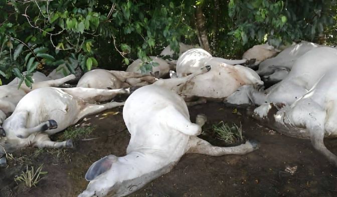 Photo of 15 vacas murieron por impacto de rayo en una finca de Planeta Rica