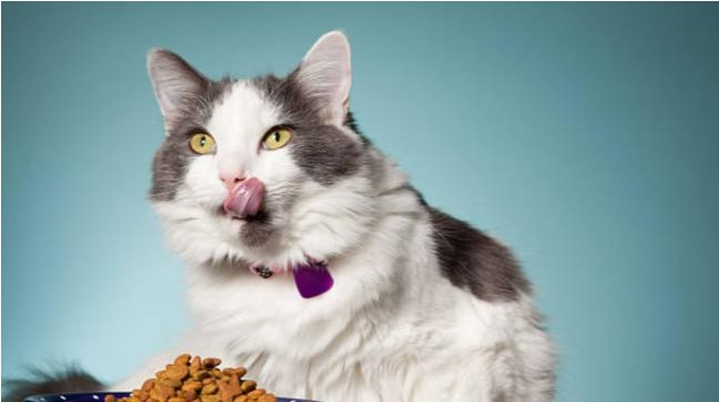 Photo of ¿Qué alimentos no debe darle a un gato? Ojo con la alimentación de su michi