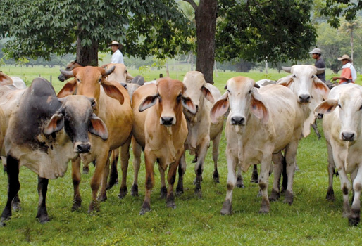 Photo of Colombia inicia proceso para la exportación de carne bovina hacia EE.UU. y Canadá