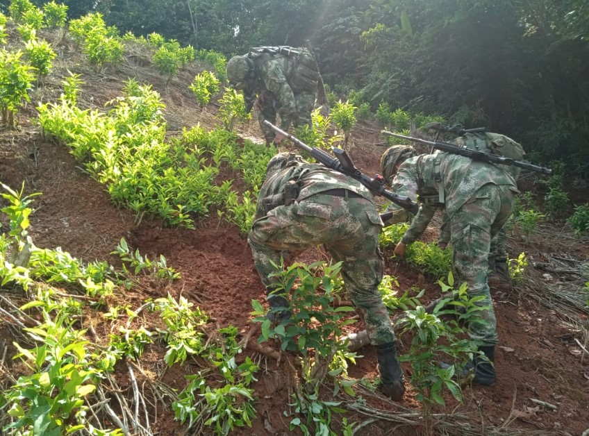 Photo of Ejército destruyó un semillero de coca en San José de Uré