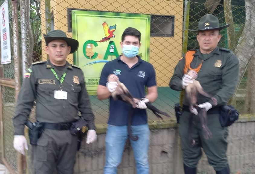 Photo of Dos micos que estaban atados en una vivienda de Planeta Rica fueron rescatados por la Policía