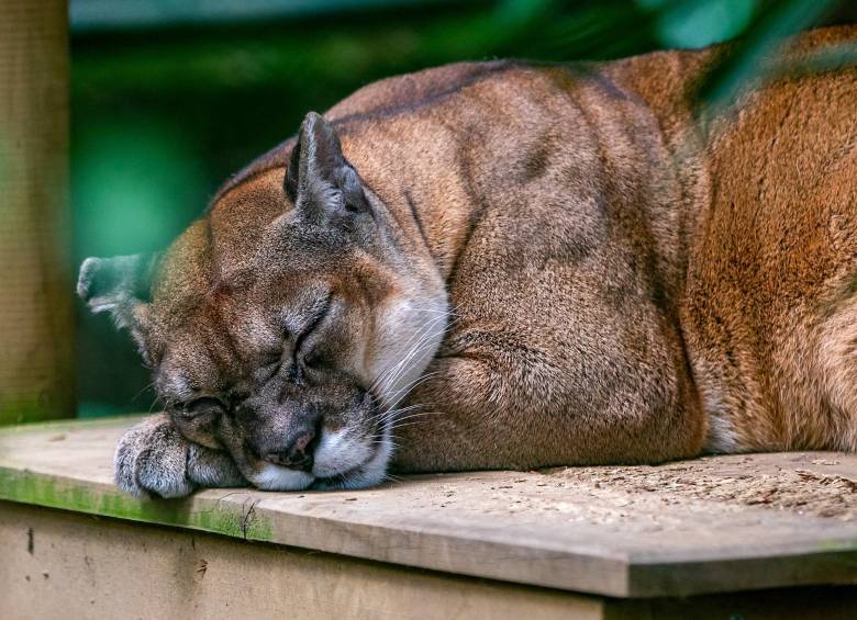 Photo of Campesinos sacrificaron a un puma a machetazos en San Bernardo del Viento