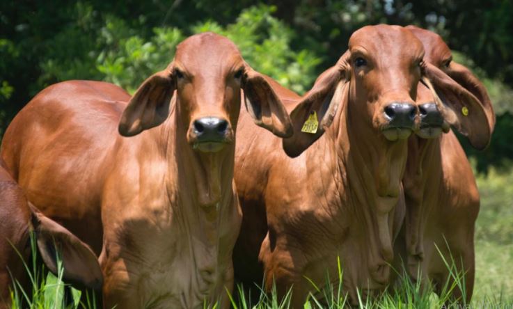 Photo of Abigeato: Cuatreros se llevaron 29 cabezas de ganado de una finca en Buenavista