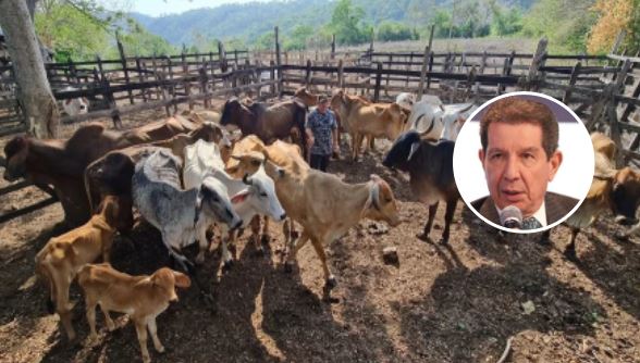 Photo of Ganaderos reportan pérdidas por $122.000 millones por efectos de ‘El Niño’