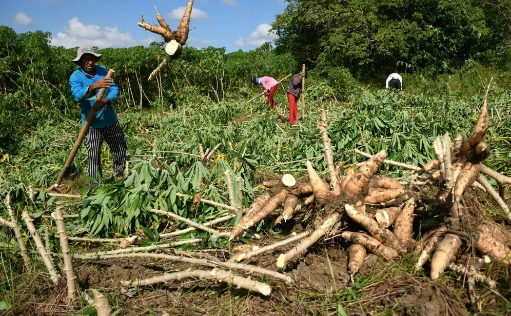 Photo of Minagricultura realizará mesa técnica de concertación con productores de yuca el jueves 15 de febrero