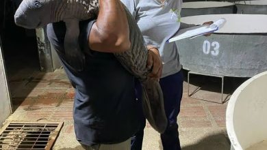 Photo of Rescatan a manatí varado en la ciénaga Grande del Bajo Sinú