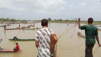 Photo of Subienda de peces tras el cierre de Cara e’ gato