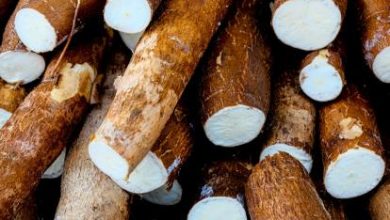 Photo of La yuca, uno de los alimentos típicos en la costa, tiene beneficios para el cuerpo humano