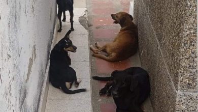 Photo of Manada de perros vive en el cementerio de Planeta Rica