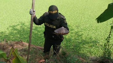 Photo of ¡Ojo con las hicoteas! MinAmbiente y Policía Nacional se unen para combatir tráfico de fauna en Semana Santa