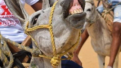 Photo of Un burro atacó a mordiscos a su dueña y la mandó para el hospital en Lorica