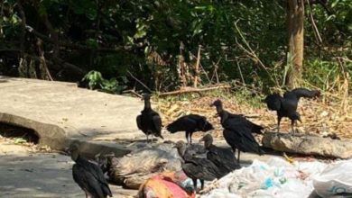Photo of Animalistas exigen cementerio de mascotas para evitar que sean arrojados a la calle