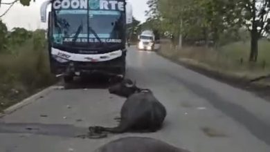 Photo of Paso restringido en la vía Montelíbano – Puerto Libertador por violento choque de bus con búfalos