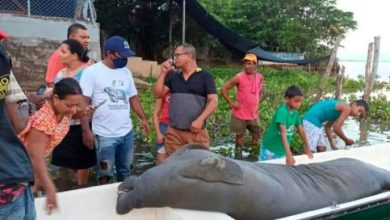 Photo of Falta de oxígeno y sequía habrían causado la muerte de un manatí en Ayapel