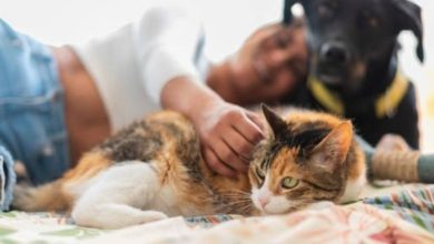 Photo of Estas son las ‘súper bacterias’ que transmiten los perros y gatos