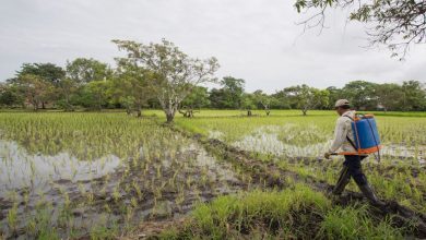 Photo of Arroceros de La Mojana piden que con plata del contrato de Cara e’ gato los indemnicen
