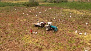 Photo of Más de 1.500 hectáreas entregará el Gobierno Nacional en Pueblo Nuevo