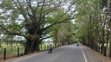 Photo of Las ramas secas de los árboles ponen en riesgo vida de los usuarios de la vía Montelíbano – La Apartada